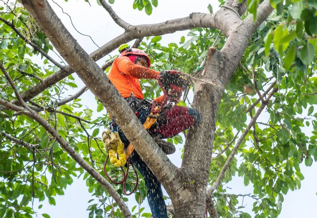 Tree Services in Gilmore