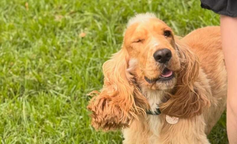 Pet Boarding Melbourne by A Dogs Domain and Cats too – Trusted & Affordable Care