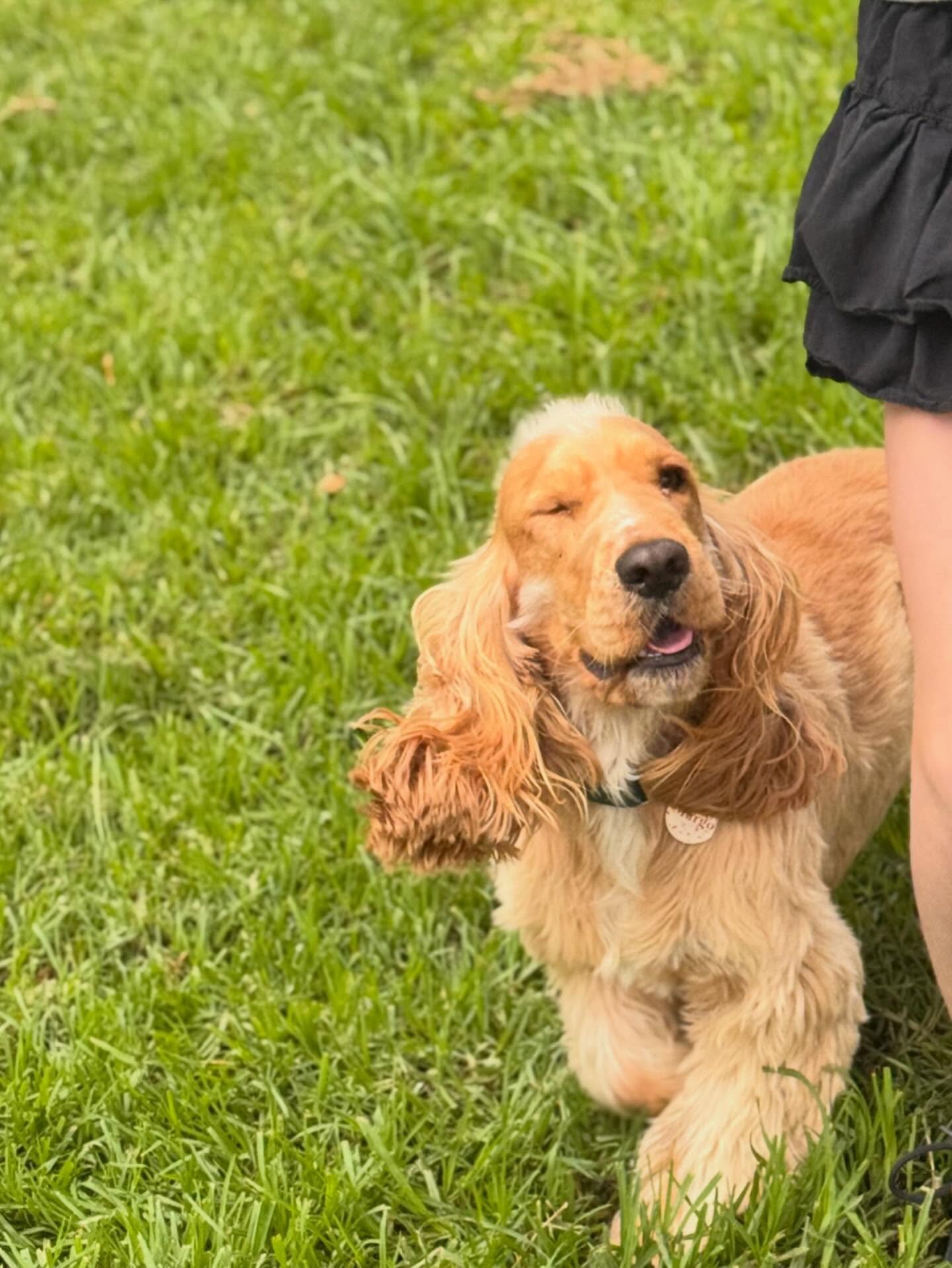 Pet Boarding Melbourne by A Dogs Domain and Cats too – Trusted & Affordable Care