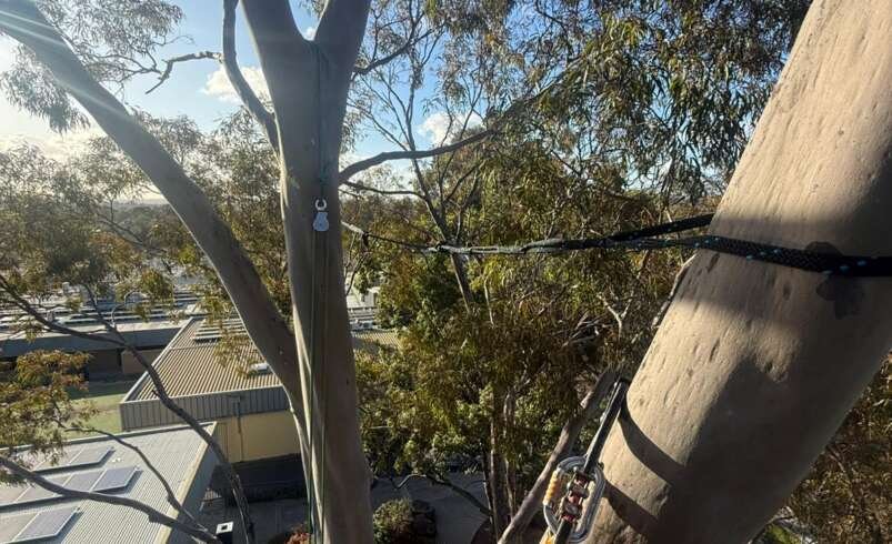 Arborist in Rowville | Tree Trotters Victoria Pty Ltd