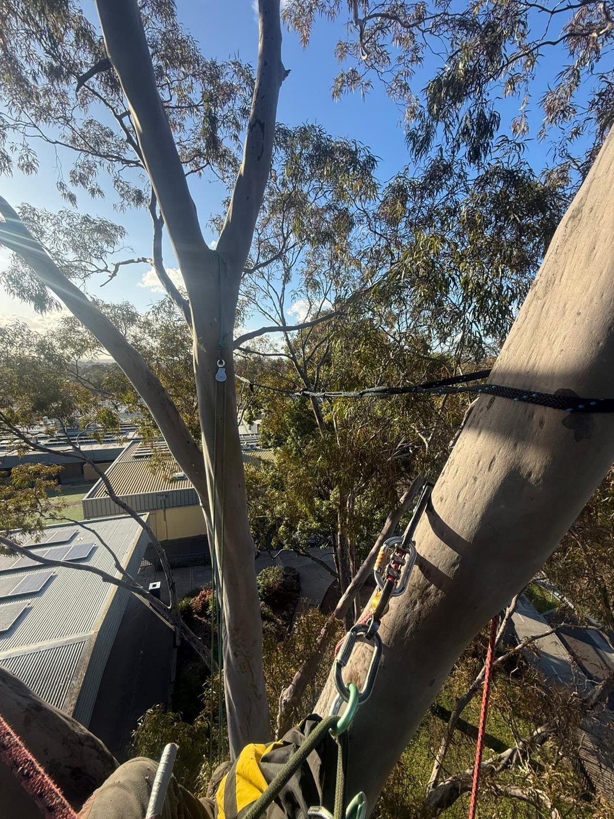 Arborist in Rowville | Tree Trotters Victoria Pty Ltd