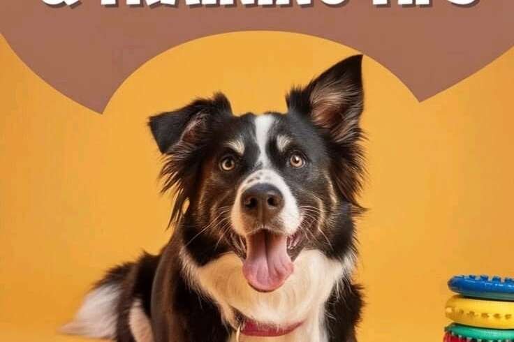 Beginner’s Guide to Owning a Dog: Start Right