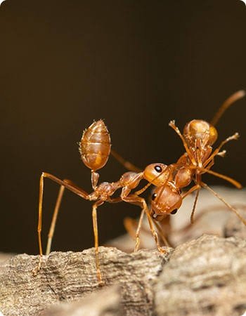 Pest Control Oshawa Tips for Safer and More Effective Pest Prevention