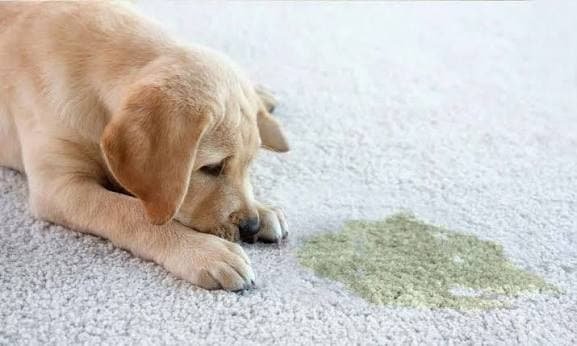 Pet Stains on Your Carpet Do Not Have to Be Permanent