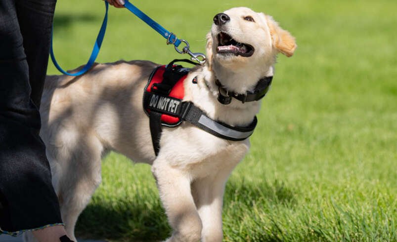 Boarding For Dogs Boca Grande: Comfortable Care When You’re Away
