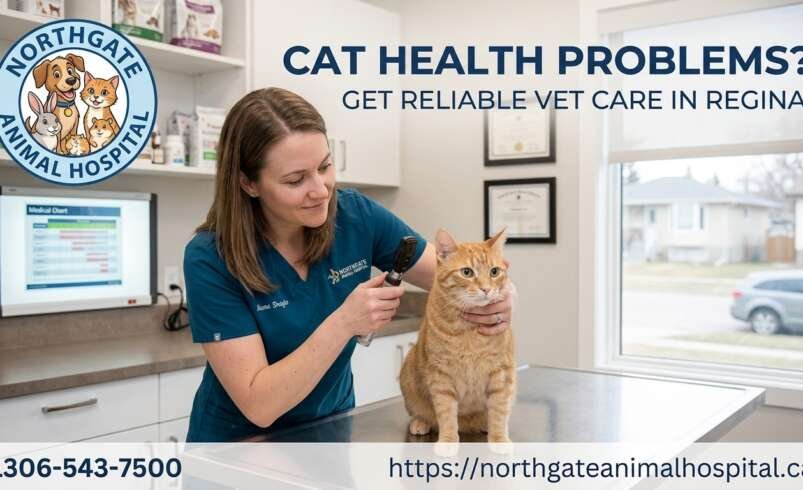 Cat Health Problems? Get Reliable Vet Care in Regina