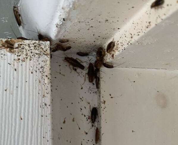Cockroach Treatment