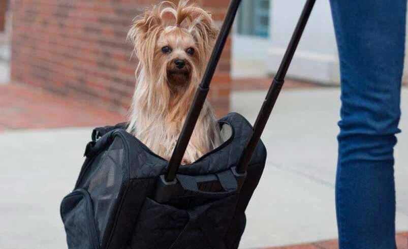 Complete Guide to Selecting the Ultimate Pet Carrier for Safe Travel