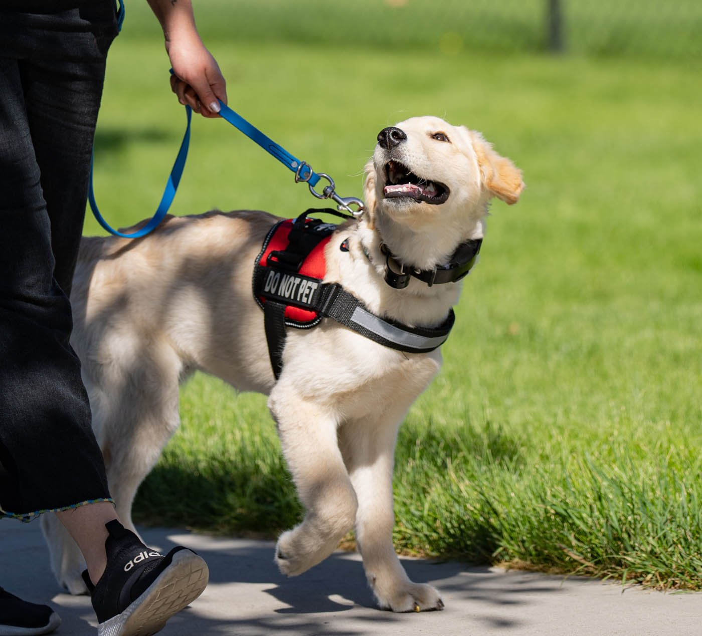 Therapy Dog Trainer Venice: Helping Dogs Become Confident and Compassionate Companions