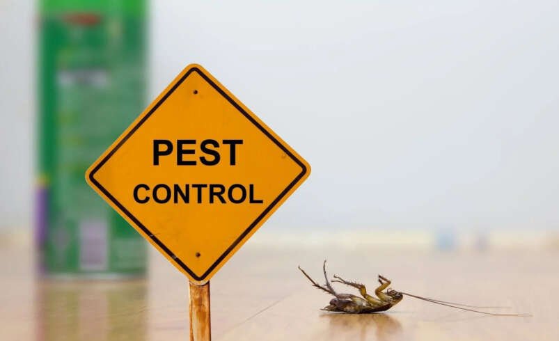 The Complete Guide to Exterminator Weed Control and Lawn Care