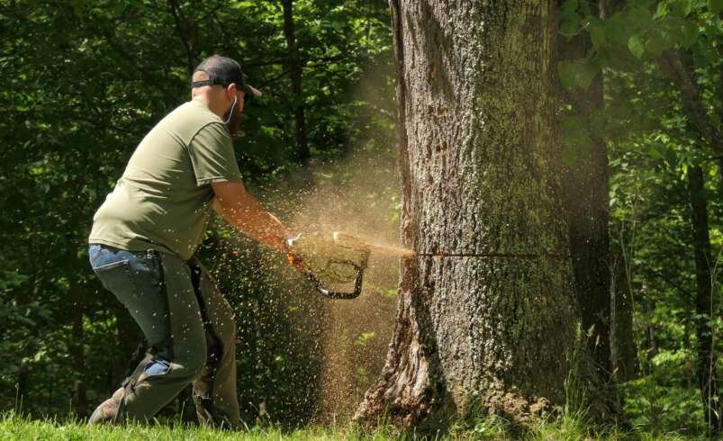 Emergency Tree Removal and Debris Cleanup: Protecting Your Palm Beach Property After a Storm