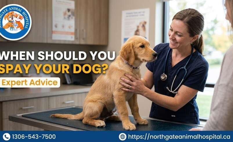 When Should You Spay Your Dog? Expert Advice
