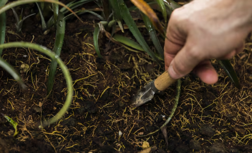 Improve Lawn Health and Appearance With Aeration and Overseeding