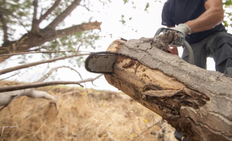 Professional Tree Pruning in Spring Hill, AL: A Guide to Healthier and Safer Trees